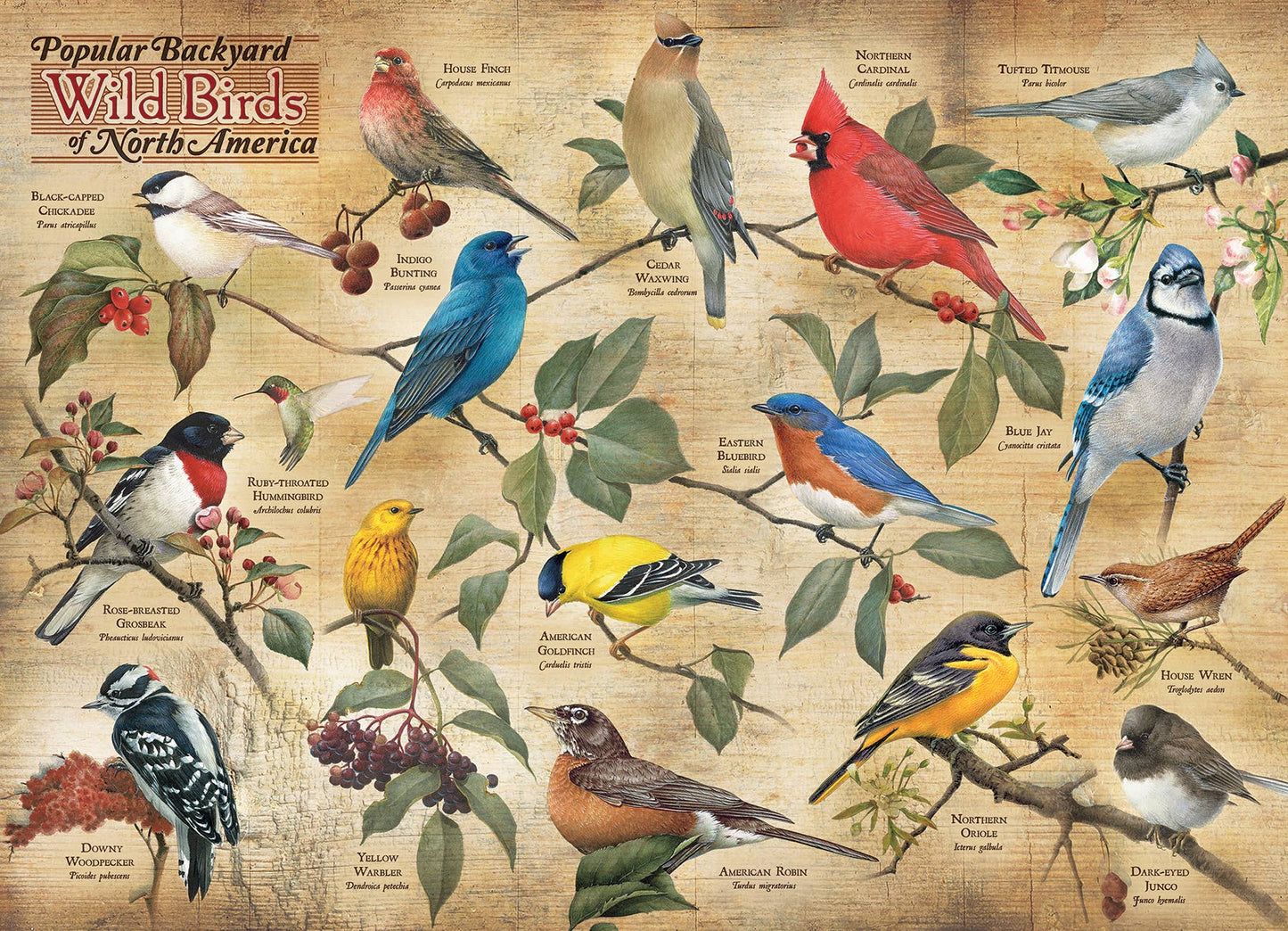 Popular Backyard Wild Birds of NA 1000-Piece Puzzle