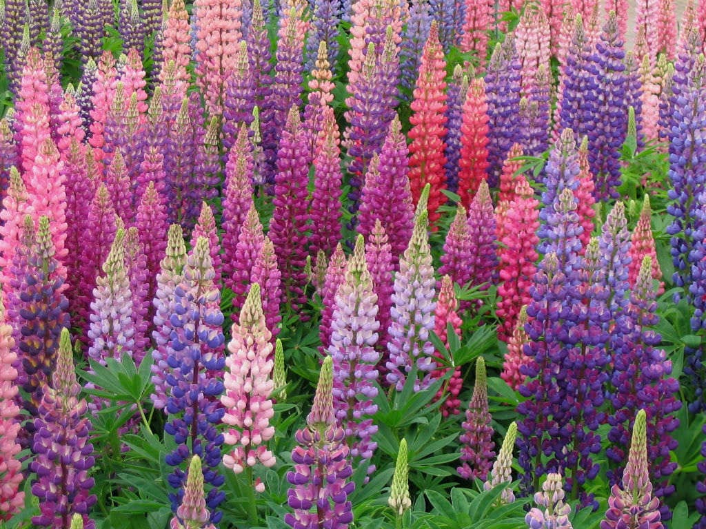 Minnesota Lupines