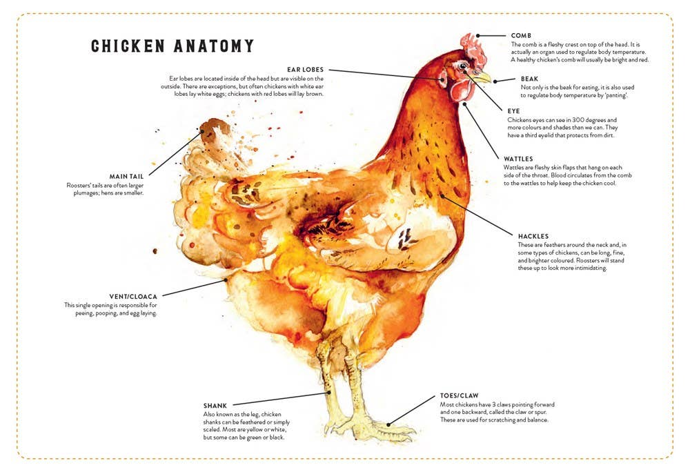 The Little Book of Chickens